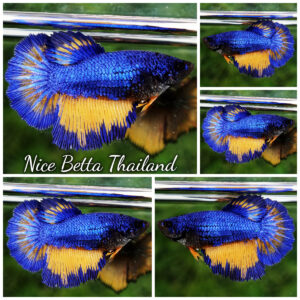 Betta fish Queen Blue Mustard Gas Butterfly HM