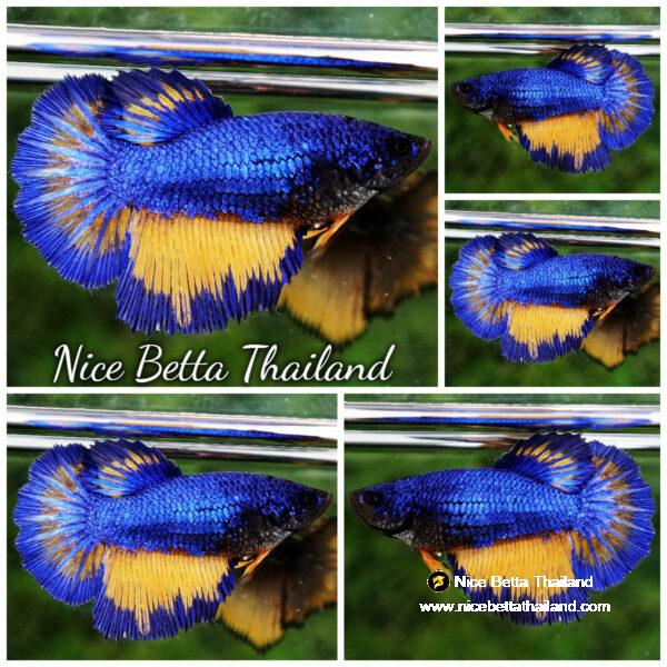 Betta fish Queen Blue Mustard Gas Butterfly HM