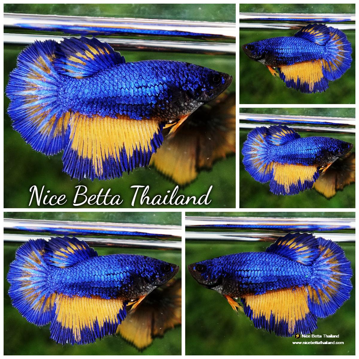 Betta fish Queen Blue Mustard Gas Butterfly HM