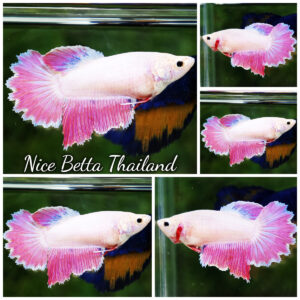 Betta fish Snow Pink Rosetail HM