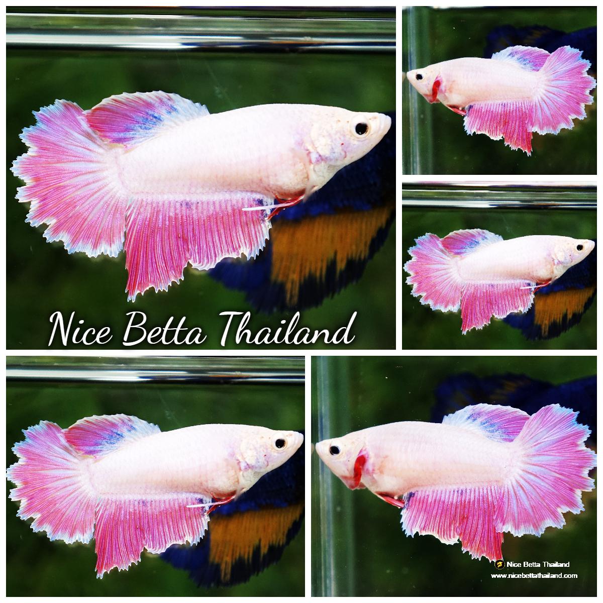 Betta fish Snow Pink Rosetail HM