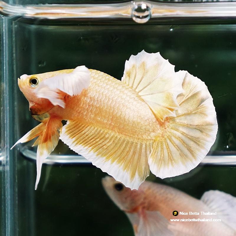 Betta fish Super Gold Dumbo HMPK