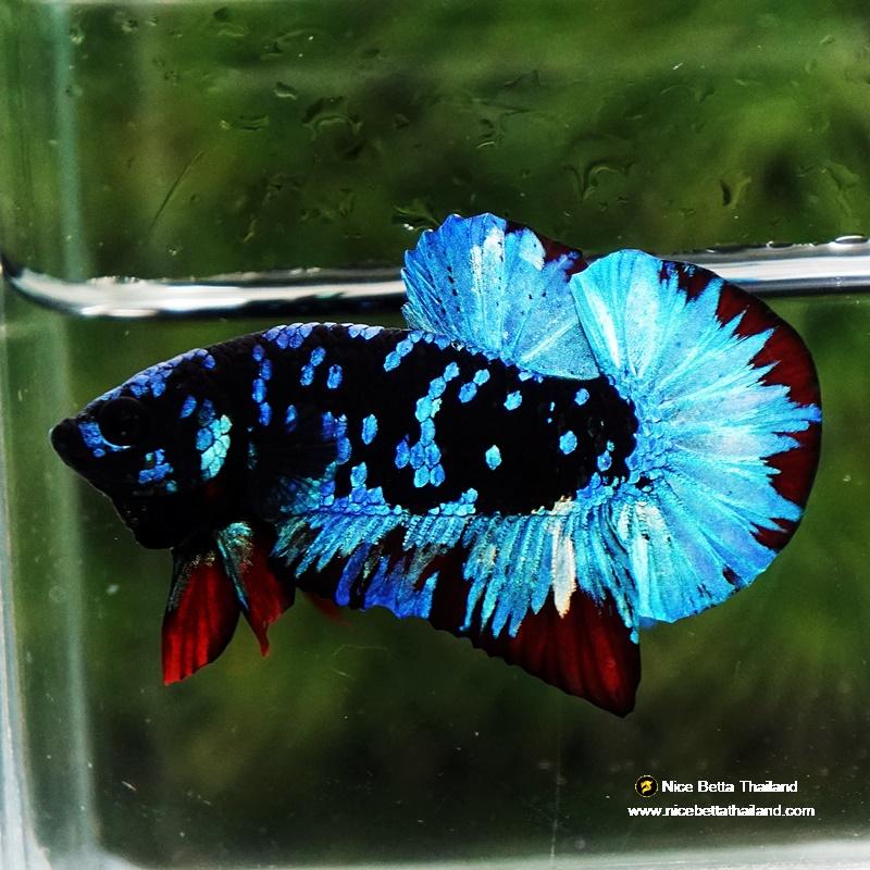 Betta fish Avatar Blue Black Star OHMPK