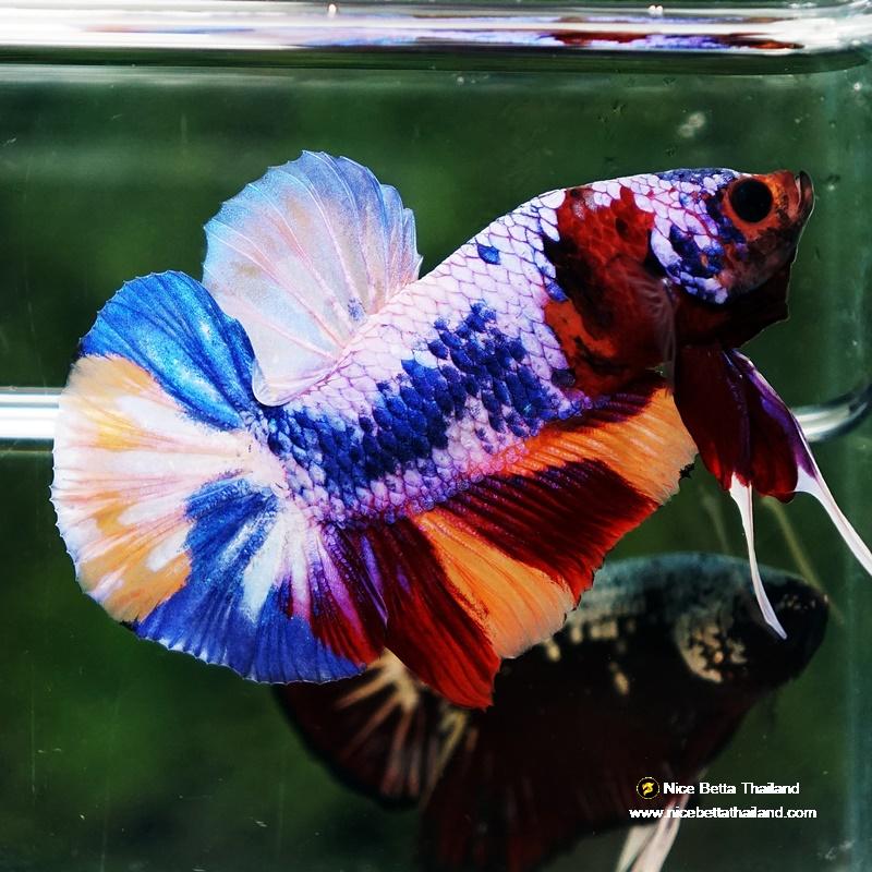 Betta fish Rainbow Candy Nemo HMPK