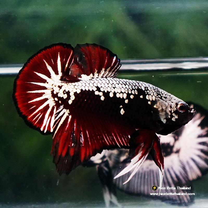 Betta fish Vampire Samurai OHMPK