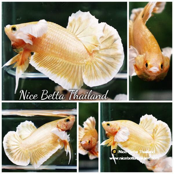 Betta fish Super Gold Dumbo HMPK