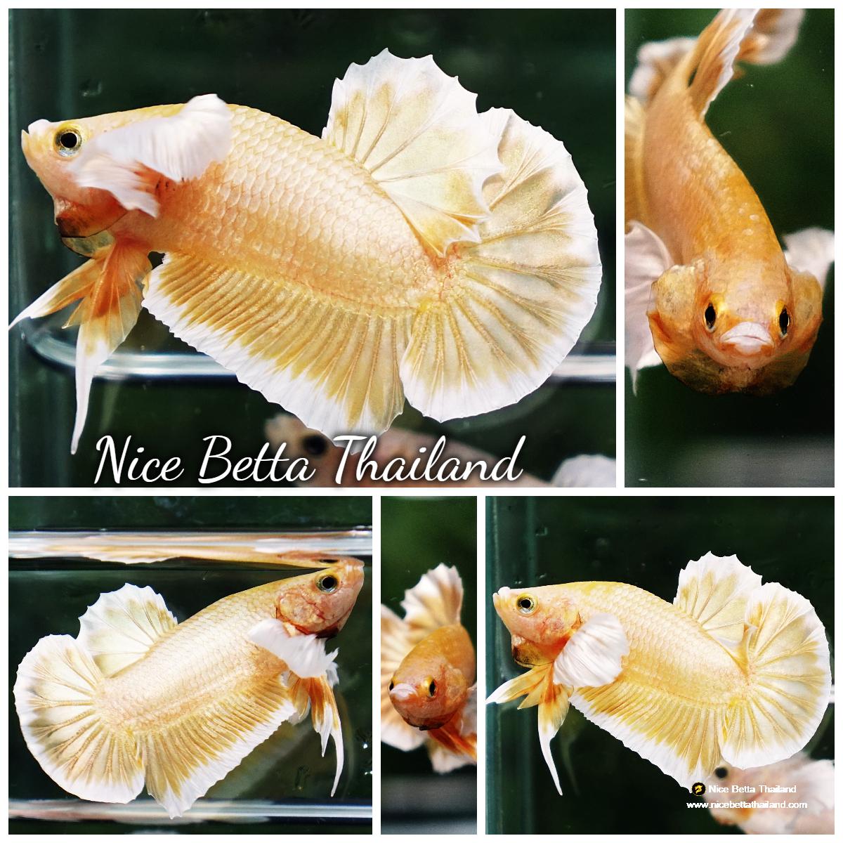 Betta fish Super Gold Dumbo HMPK