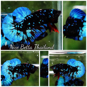 Betta fish Avatar Blue Black Star OHMPK