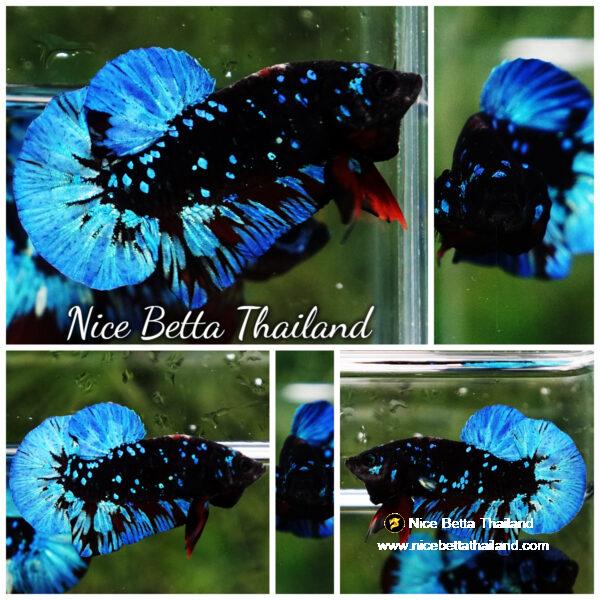 Betta fish Avatar Blue Black Star OHMPK