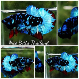 Betta fish Avatar Blue Black Star OHMPK