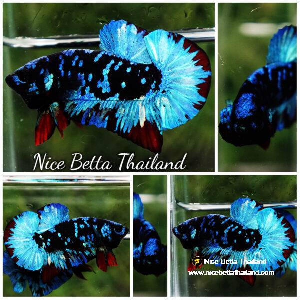 Betta fish Avatar Blue Black Star OHMPK