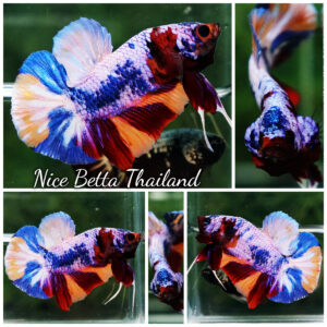 Betta fish Rainbow Candy Nemo HMPK