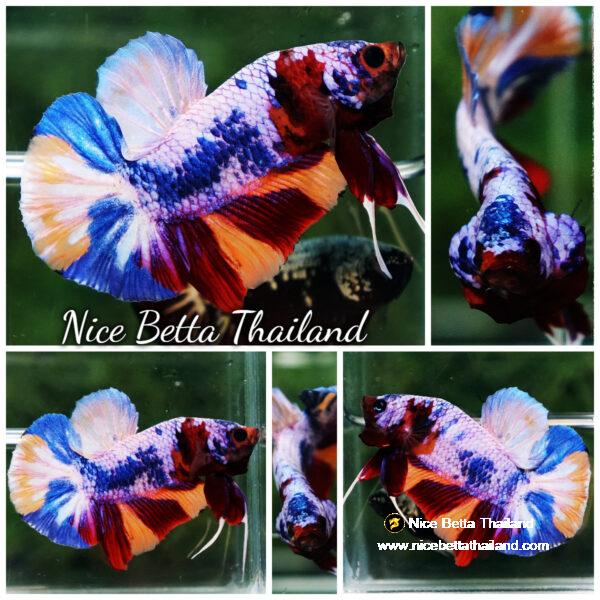 Betta fish Rainbow Candy Nemo HMPK