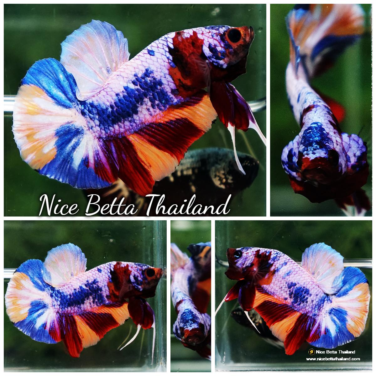 Betta fish Rainbow Candy Nemo HMPK