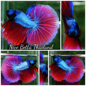 Betta fish Purple Pony Lavender OHM