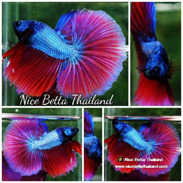 Betta fish Purple Pony Lavender OHM