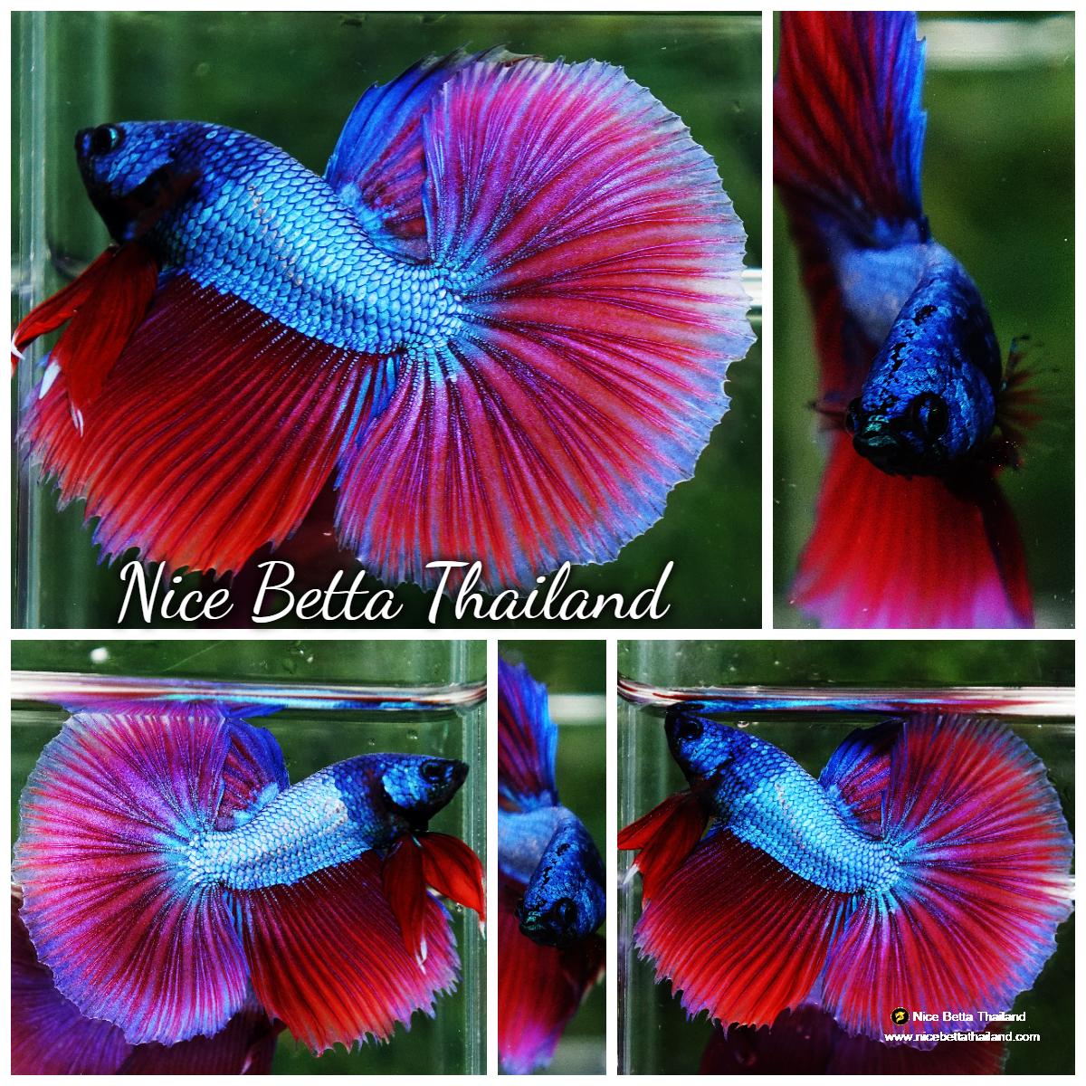 Nice Betta Thailand Premium Betta Fish for Sale shipping WORLDWIDE