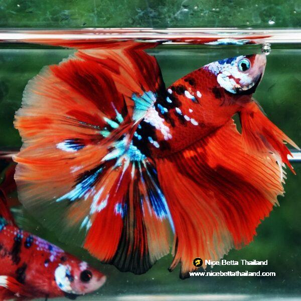 Betta fish Multicolor Nemo Galaxy HM - Image 2