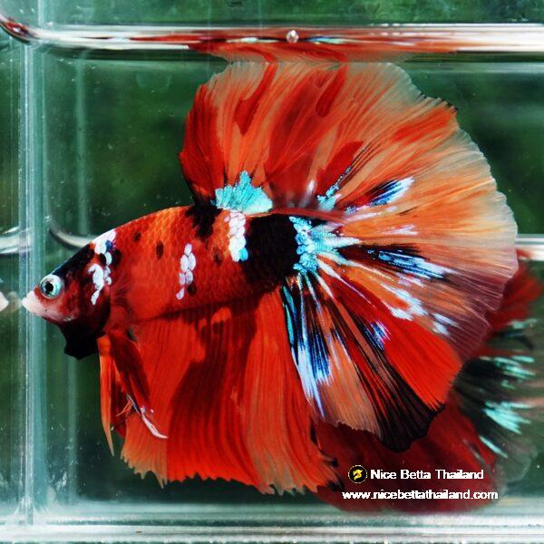 Betta fish Multicolor Nemo Galaxy HM - Image 3