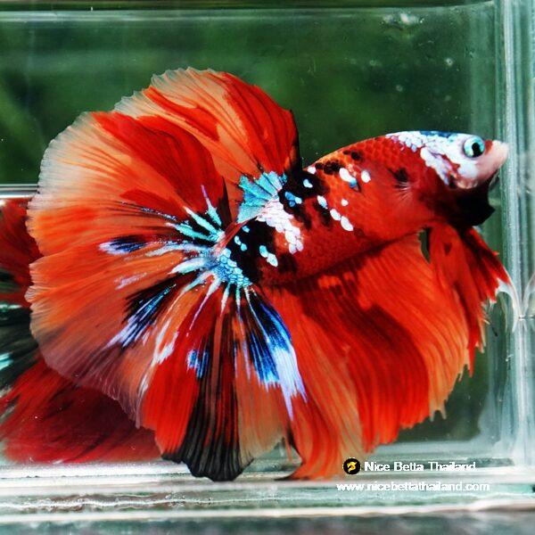 Betta fish Multicolor Nemo Galaxy HM - Image 4