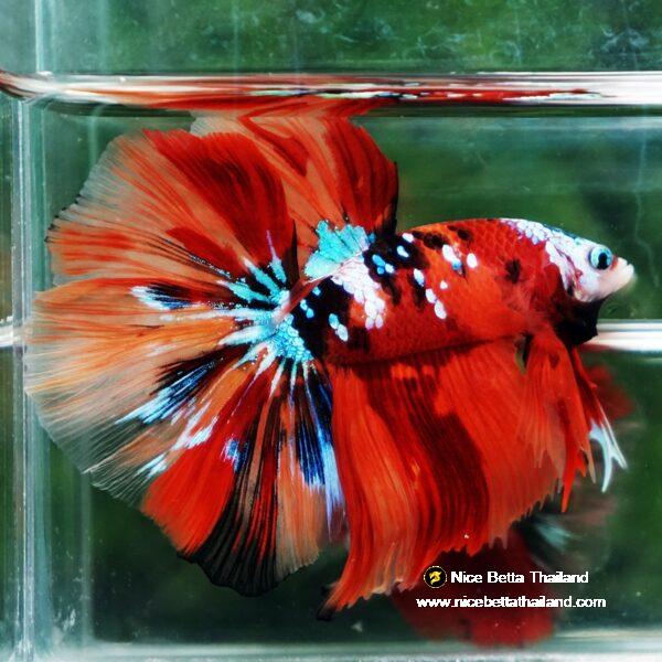 Betta fish Multicolor Nemo Galaxy HM - Image 6