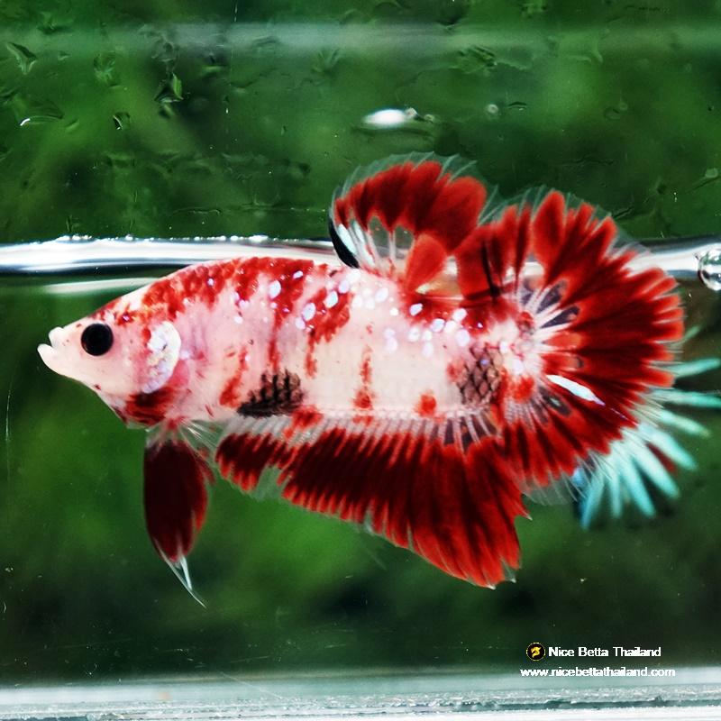 Betta fish Koi Kohagu HMPK