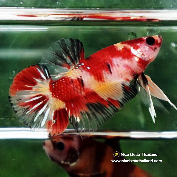 Betta fish Fire Marble Nemo HMPK - Image 4