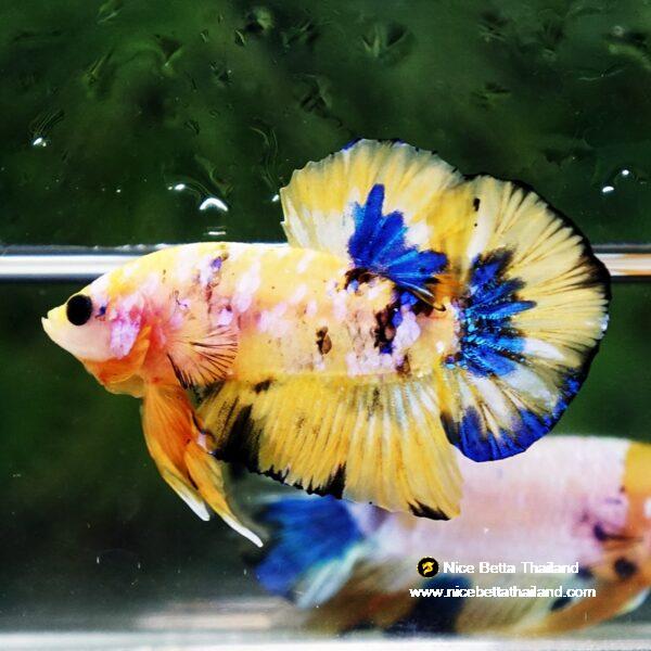 Betta fish Bumblebee Galaxy HMPK - Image 2