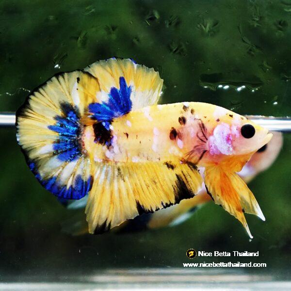 Betta fish Bumblebee Galaxy HMPK - Image 6