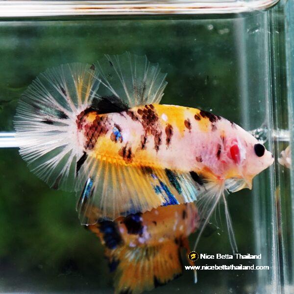 Betta fish Yellow Tiger Koi HMPK - Image 6