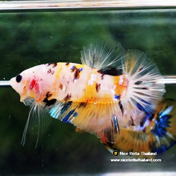 Betta fish Yellow Tiger Koi HMPK - Image 7