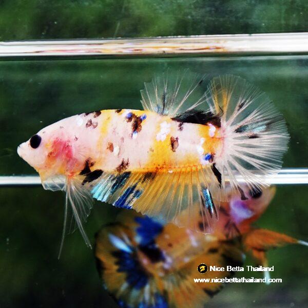 Betta fish Yellow Tiger Koi HMPK - Image 5