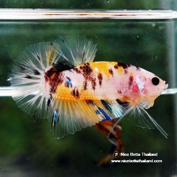 Betta fish Yellow Tiger Koi HMPK - Image 4