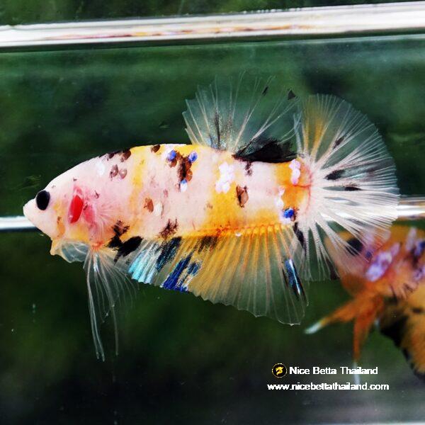 Betta fish Yellow Tiger Koi HMPK - Image 3