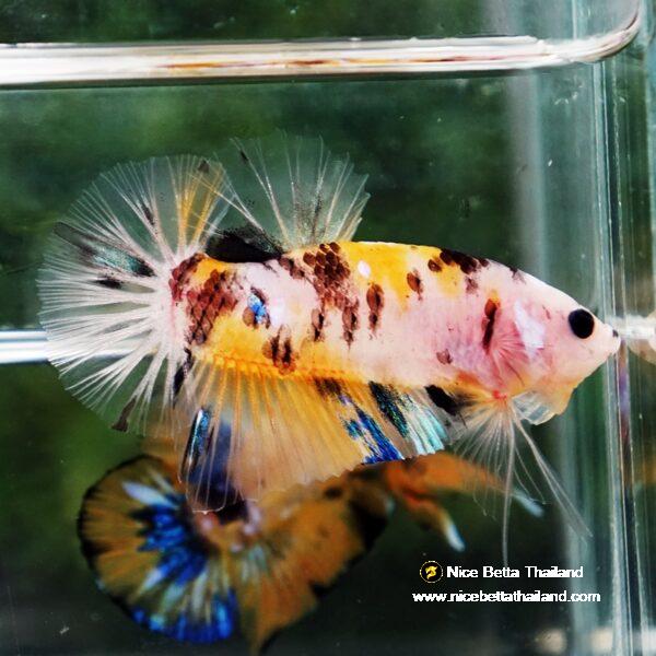 Betta fish Yellow Tiger Koi HMPK - Image 2