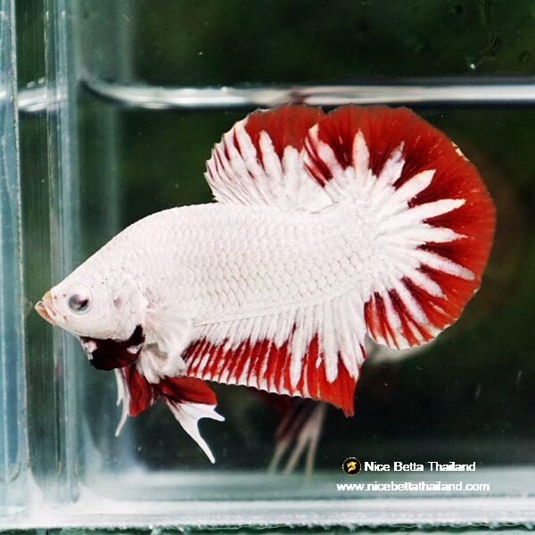 Betta fish Platinum Red Rim Dragon OHMPK - Image 5