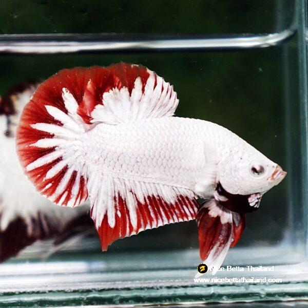 Betta fish Platinum Red Rim Dragon OHMPK - Image 6