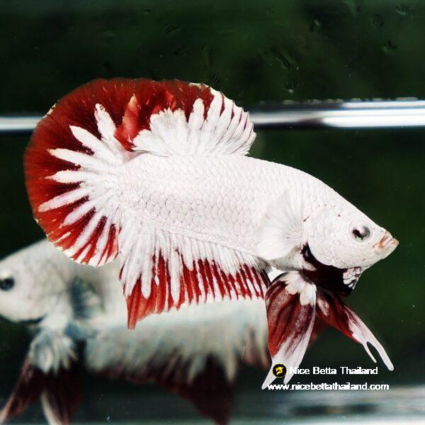 Betta fish Platinum Red Rim Dragon OHMPK - Image 4