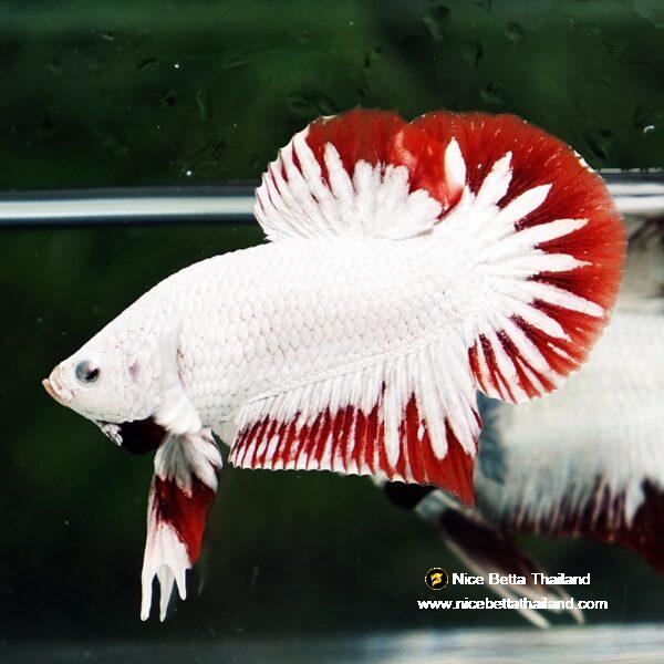 Betta fish Platinum Red Rim Dragon OHMPK - Image 3