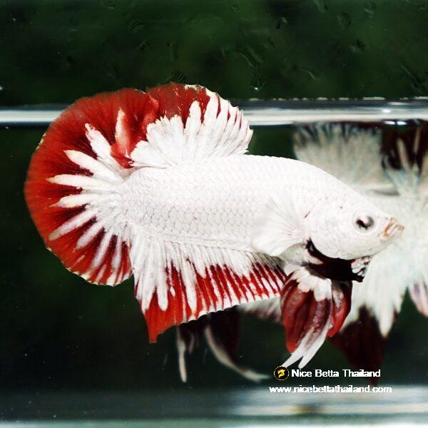 Betta fish Platinum Red Rim Dragon OHMPK - Image 2