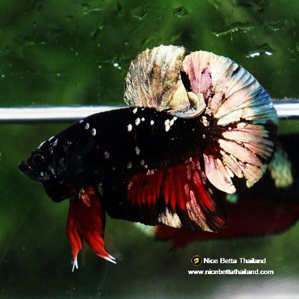 Betta fish Avatar Copper Caraxes HMPK - Image 7