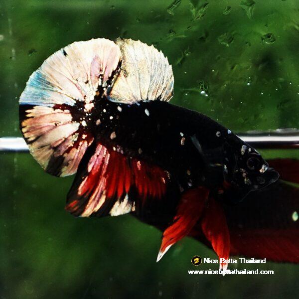 Betta fish Avatar Copper Caraxes HMPK - Image 3