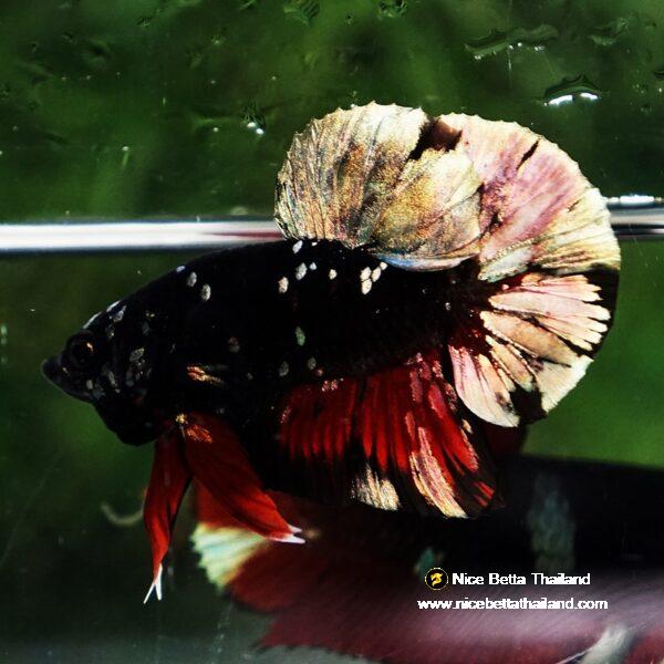 Betta fish Avatar Copper Caraxes HMPK - Image 4