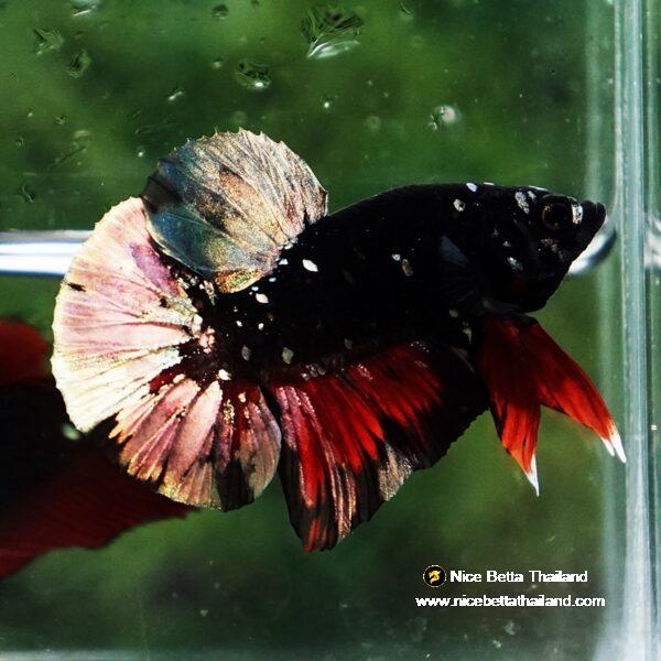 Betta fish Avatar Copper Caraxes HMPK - Image 5