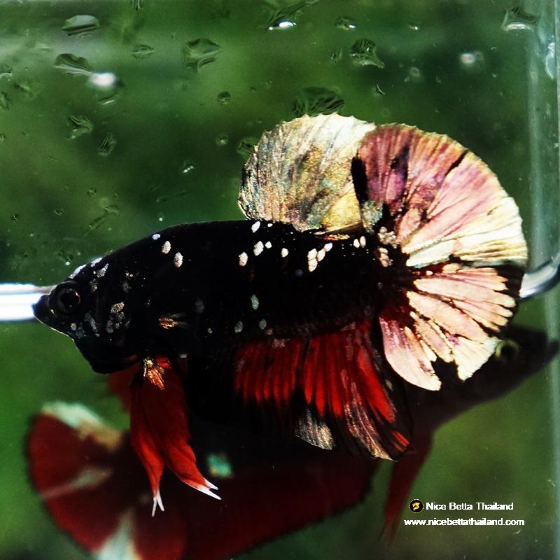 Betta fish Avatar Copper Caraxes HMPK