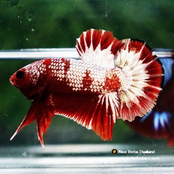 Betta Fish OHMPK Sparkle Fancy Red Zebra (Ultra Rare) - Image 5