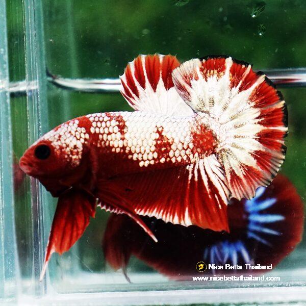 Betta Fish OHMPK Sparkle Fancy Red Zebra (Ultra Rare) - Image 3