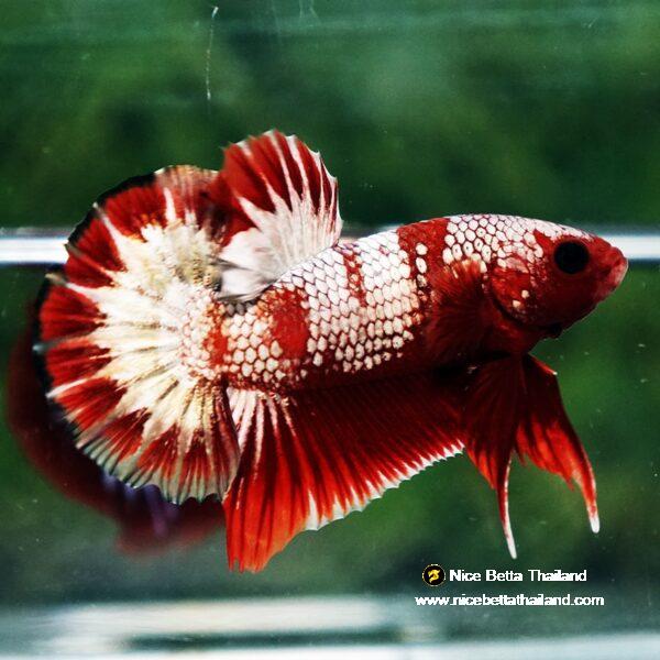 Betta Fish OHMPK Sparkle Fancy Red Zebra (Ultra Rare) - Image 6