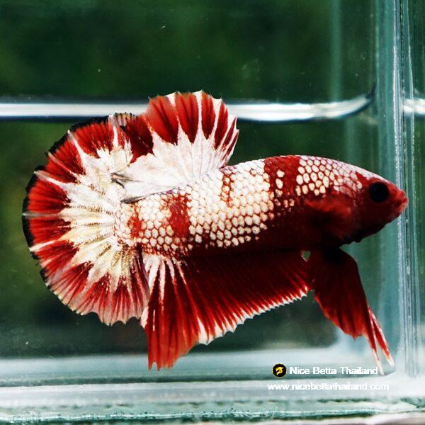 Betta Fish OHMPK Sparkle Fancy Red Zebra (Ultra Rare) - Image 4