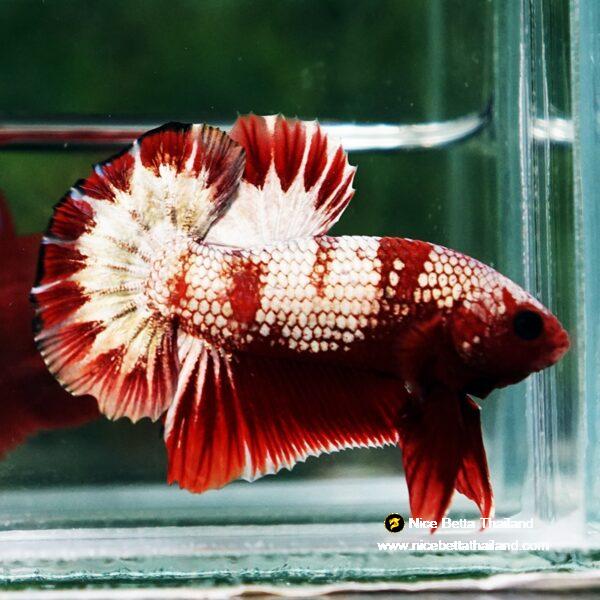 Betta Fish OHMPK Sparkle Fancy Red Zebra (Ultra Rare) - Image 2